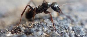Jak dlouho žije mravenec