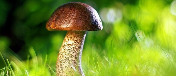 Houbařská sezóna už odstartovala!