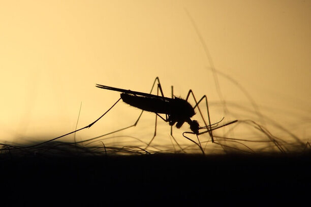 Ze života komára