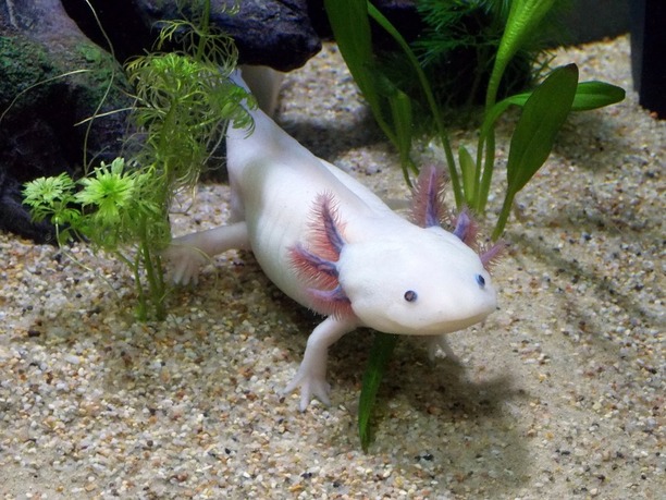 Axolotl mexický