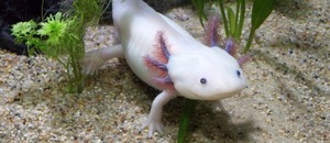 Axolotl mexický