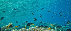 underwater-g1d34625d5-1280.jpg underwater-g1d34625d5-1280.jpg