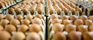 Cena vajec 2022: Vývoj v ČR i zahraničí
