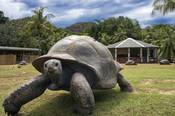 Nejstarší žijící želva Jonathan