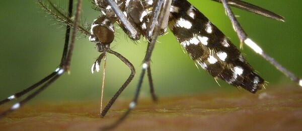 Jak se zbavit komárů v noci - osvědčené tipy, které fungují