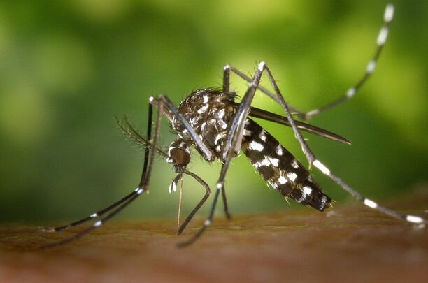 Jak se zbavit komárů v noci - osvědčené tipy, které fungují