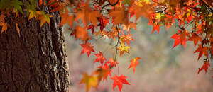 Kdy letos začíná podzim a kdy je první podzimní den [2023]