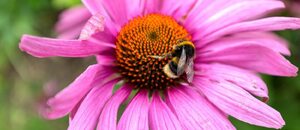 Echinacea purpurea