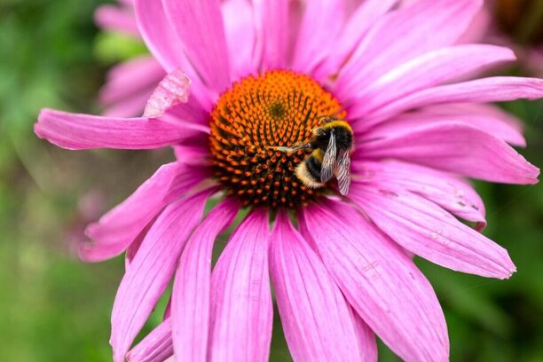 Echinacea purpurea